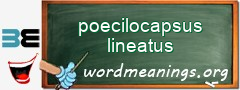 WordMeaning blackboard for poecilocapsus lineatus